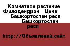 Комнатное растение Филодендрон › Цена ­ 550 - Башкортостан респ.  »    . Башкортостан респ.